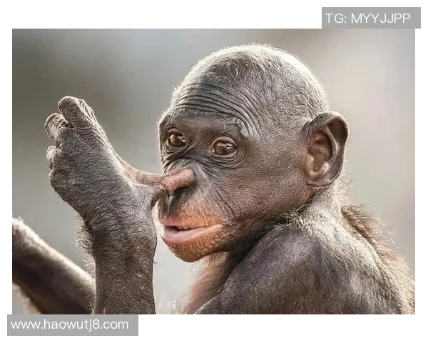 当队友首次见到姚明时的震撼与感动瞬间分享 当队友首次见到姚明时的震撼与感动瞬间分享